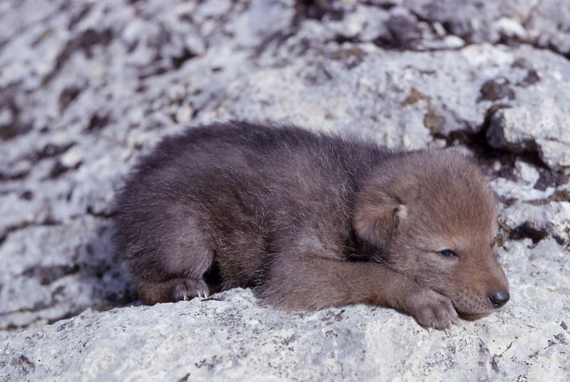 Coyote_pup.jpg