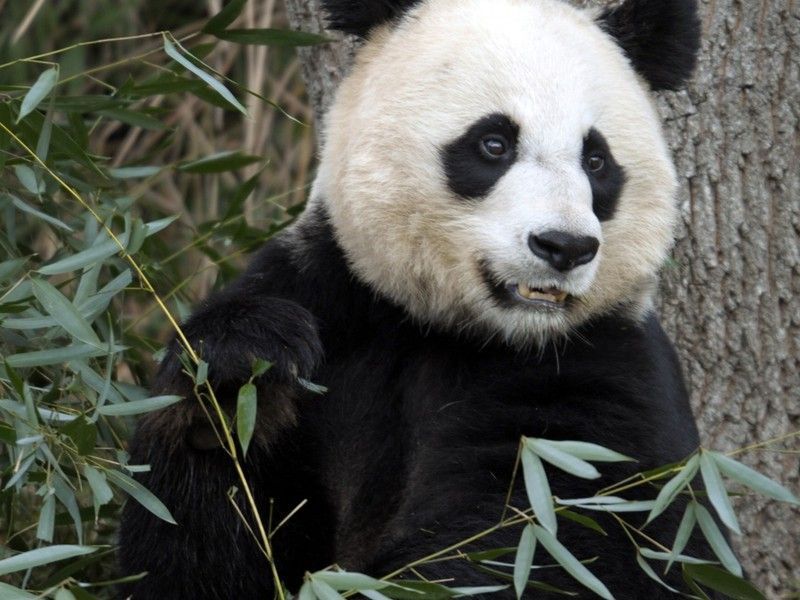 Cute-Panda-Bears-animals-34915021-1280-960.jpg