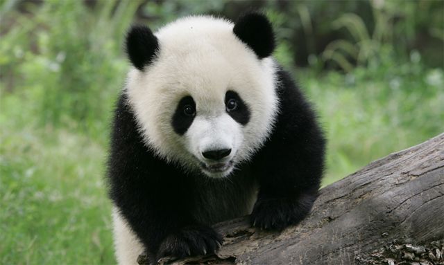 Cute-Panda-Bears-animals-34916413-640-383.jpg