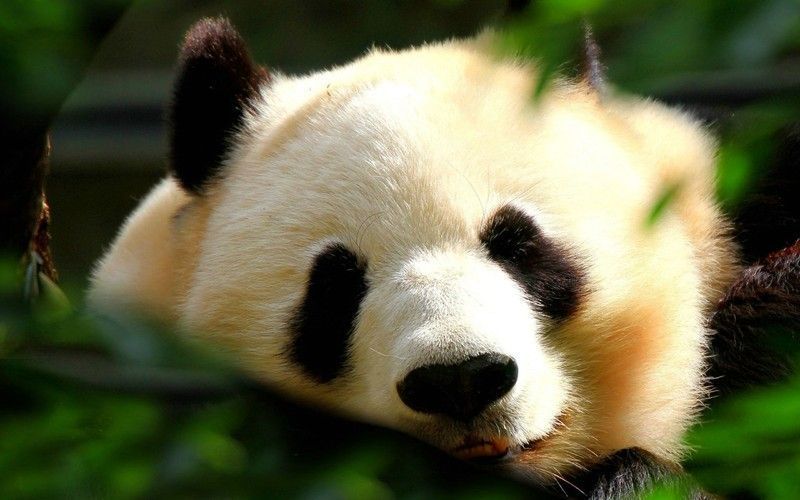 Cute-Panda6.jpg