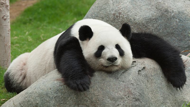 Cute-Pandas-pandas-35203709-1280-720.jpg