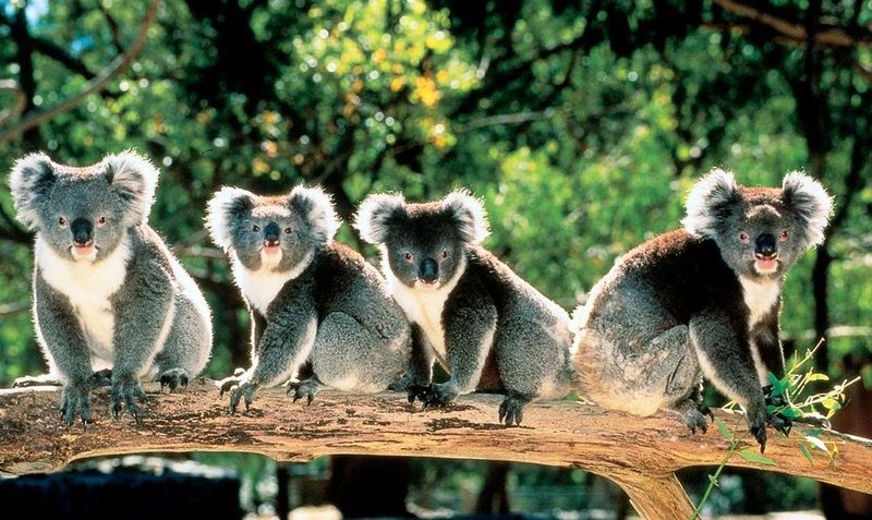Cute-koalas-in-trees-animal-wallpapers-hd.jpg