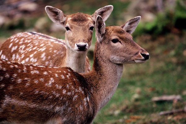 Daims_2_faons_Parc_Omega.jpg