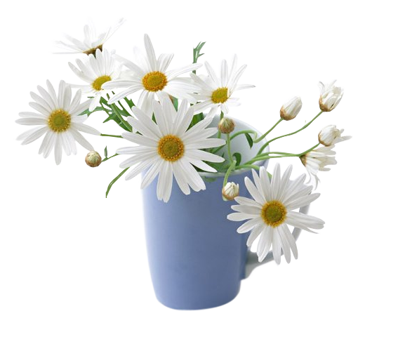 Daisies-In-A-Mug_TubedByGini_09-20-.png