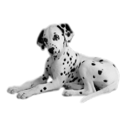 Dalmatien.png