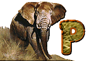 ELEPHANT-TFH8T8F99J8HG89J8G-16.gif