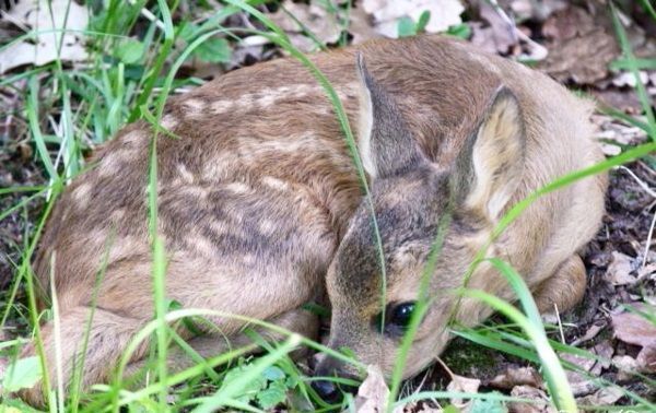 Faon-Bambi-est-ne-fawn.jpg