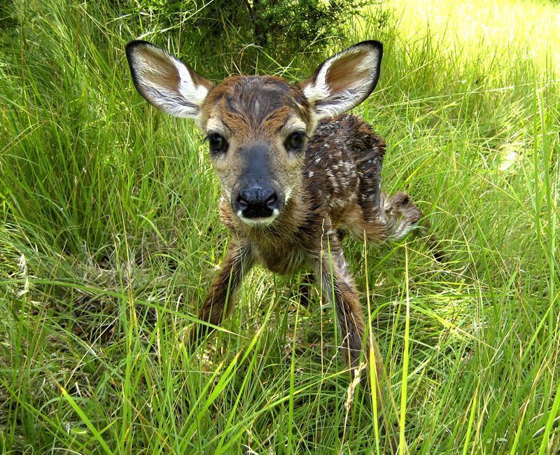 Faon-Petit_du_cerf_et_de_la_biche-8132.jpg