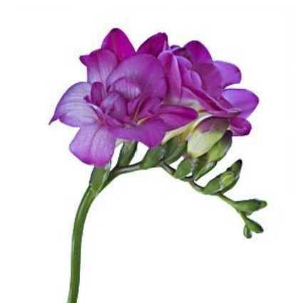 Fleur-de-freesia-violette-Fleurs-a-l-unite_com_.jpg