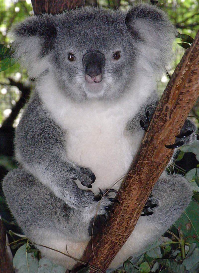 Friendly_Female_Koala_1.jpg