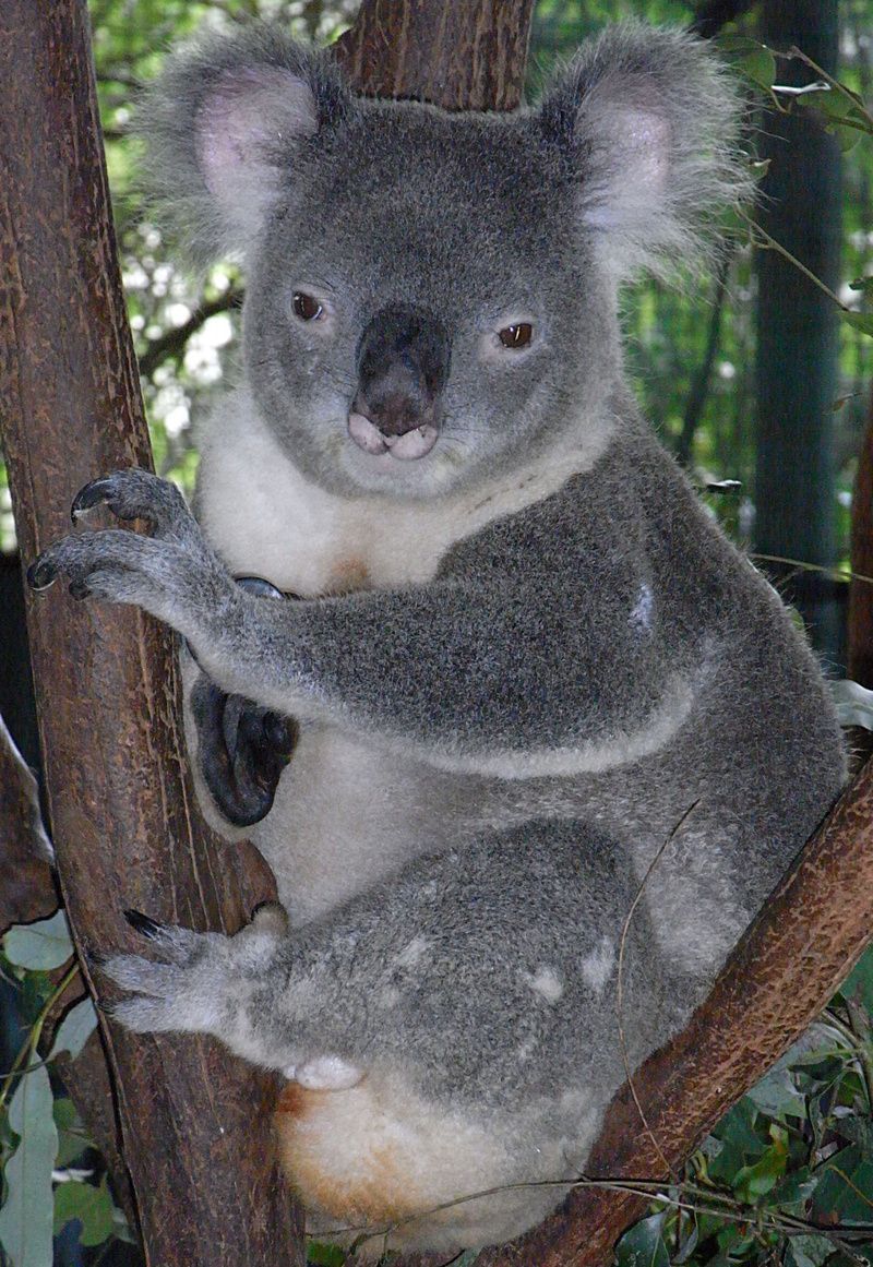 Friendly_Male_Koala.jpg