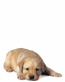 GOLDEN-PUP-A.gif