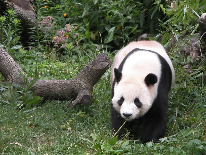 Giant-Panda-5.jpg