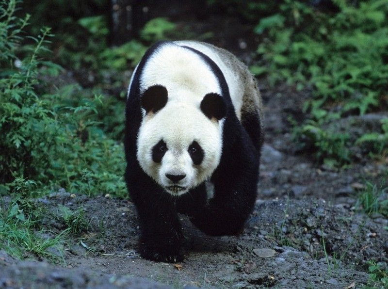 Giant-Panda-6.jpg