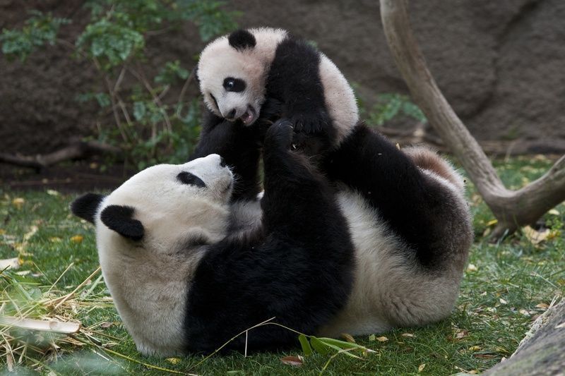 Giant-Panda-and-Cub.jpg