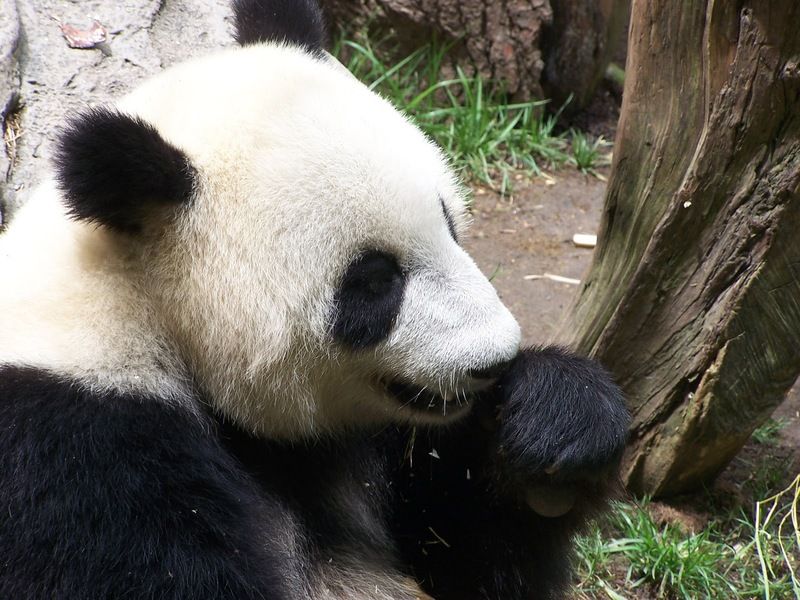 Giant-Panda-at-the-San-Diego-Zoo-Photo-Credit-Julie-Neher.jpg