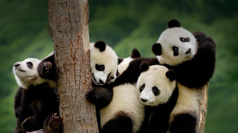 Giant-panda-cubs-at-the-Wolong-National-Nature-Reserve-in-Sichuan-Province--China-20130311.jpg