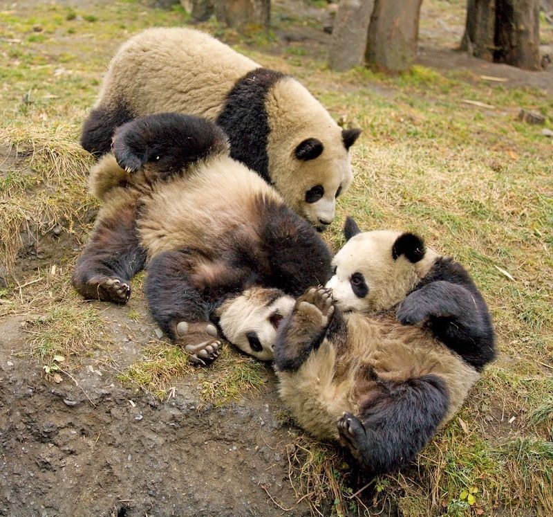 Giant_Pandas_playing_2.jpg