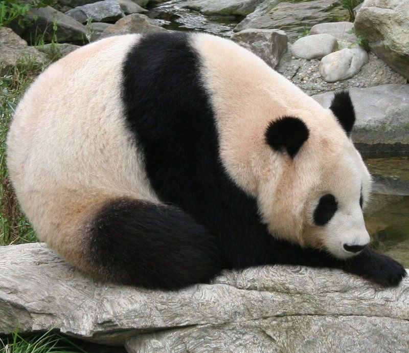 Giant_panda_at_Vienna_Zoo_cropped.jpg