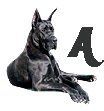 Great-Dane-A.jpg