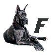 Great-Dane-F.jpg