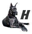 Great-Dane-H.jpg