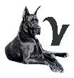 Great-Dane-V.jpg