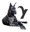 Great-Dane-Y.jpg