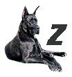 Great-Dane-Z.jpg