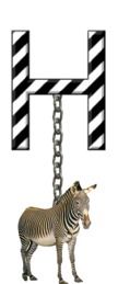 H-Zebra-Charm_ccnan.jpg