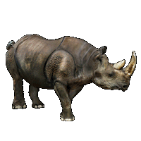 Huge_item_Rhinoceros_01.gif