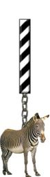 I-Zebra-Charm_ccnan.jpg