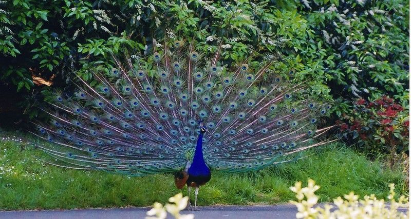 Indian_Peafowl.jpg