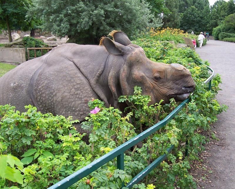 Indische_neushoorn_Tierpark_Berlin.jpg