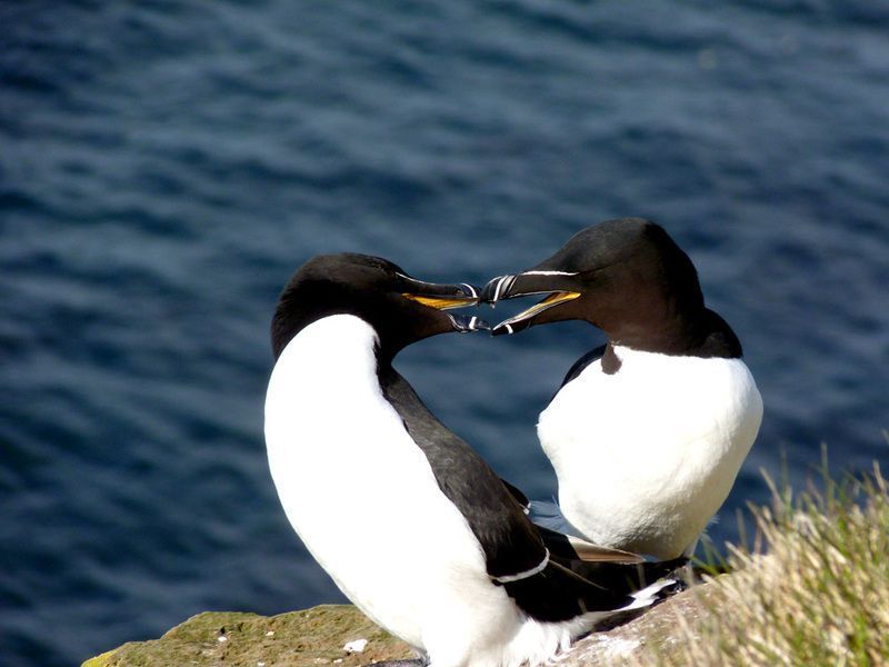Islande-pingouins-torda-Alca.jpg