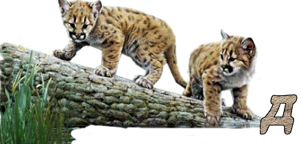 Jungle-Cats-1.png