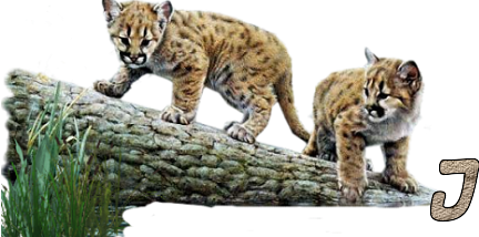 Jungle-Cats-10.png