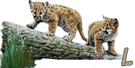 Jungle-Cats-12.png