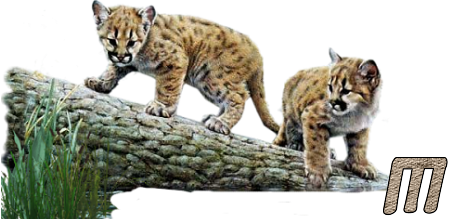 Jungle-Cats-13.png