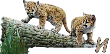 Jungle-Cats-14.png