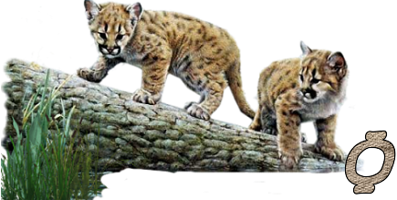 Jungle-Cats-15.png