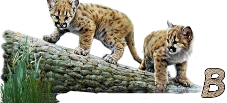 Jungle-Cats-2.png