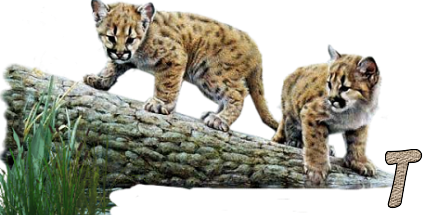 Jungle-Cats-20.png