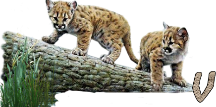 Jungle-Cats-22.png