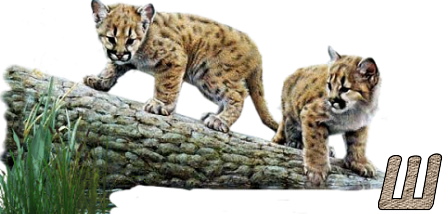 Jungle-Cats-23.png