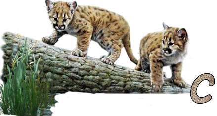 Jungle-Cats-3.png