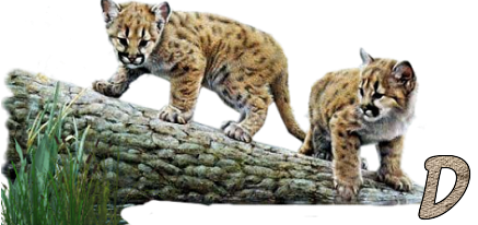 Jungle-Cats-4.png