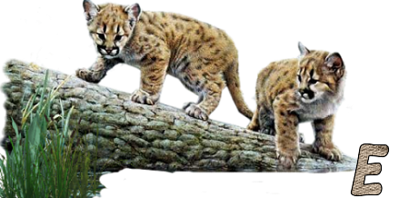 Jungle-Cats-5.png