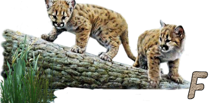 Jungle-Cats-6.png