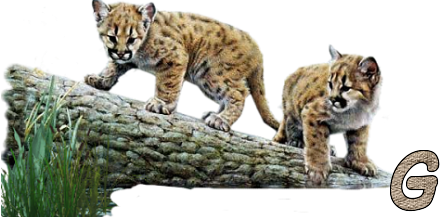 Jungle-Cats-7.png